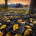 Golden leaves cover winding path under sunset light in serene landscape