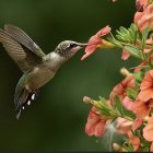 Stylized hummingbird with intricate patterns feeding on pink flowers