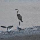 Graceful great egret in calm water with reeds and misty background