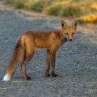 Fox in purple flower field on pastel backdrop