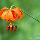 Colorful Orange Flower with Insect on Green Background