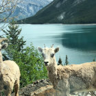 Tranquil lake scene with three sheep, lush greenery, and misty mountains