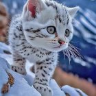 Fluffy Tabby Kitten with Blue Eyes on White Blanket