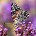 Colorful Butterfly Painting on Flowers with Soft Background