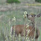 Brown deer with antlers in white wildflowers - Tranquil Nature Scene