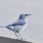 Detailed realistic illustration of blue and white bird perched on rock