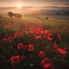 Scenic sunset landscape with red poppies and calm river