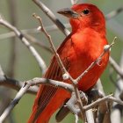 Colorful Red Cardinal Bird with Grey Bird in Lush Foliage Scene