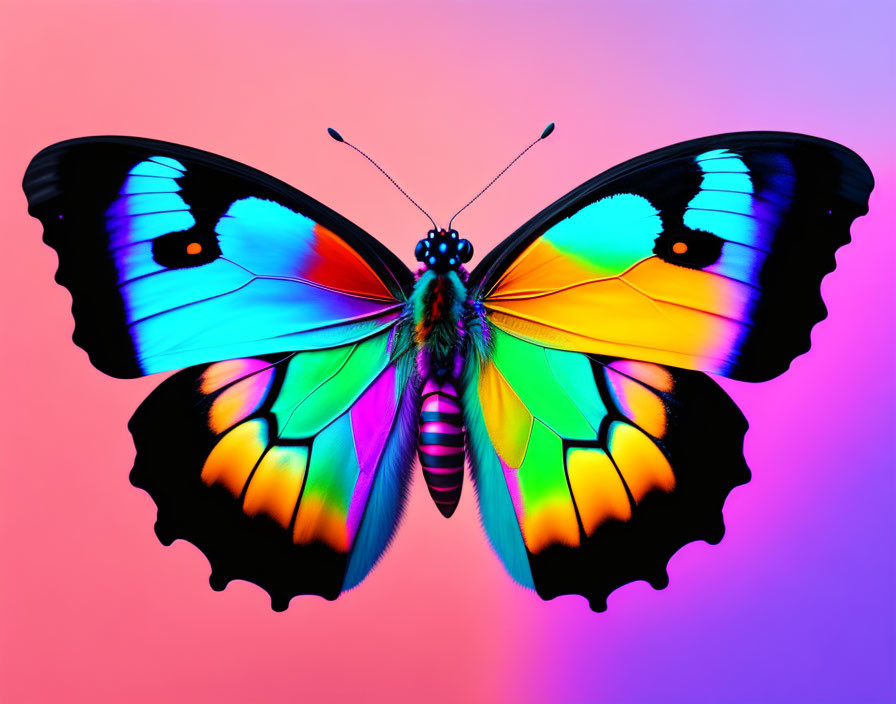 Colorful Butterfly Image on Pink and Purple Gradient Background