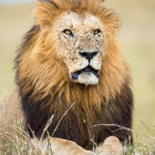 Regal lion with full mane in grassy savannah