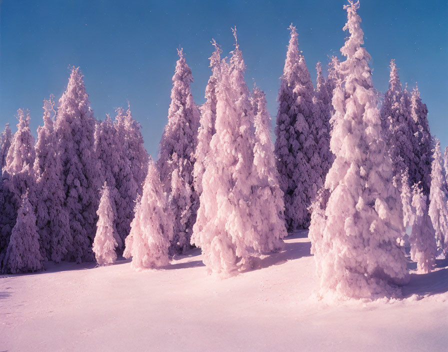 Winter Scene: Snow-covered Coniferous Trees in Pink Sky