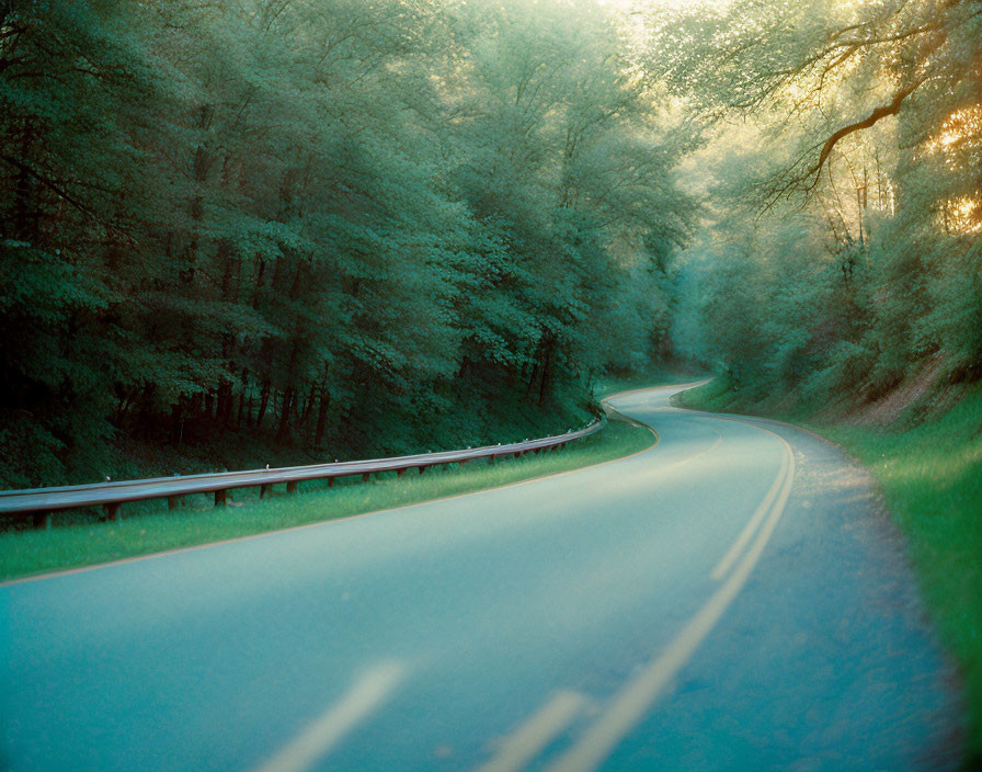 Winding road through lush green forest with sunlight filtering.