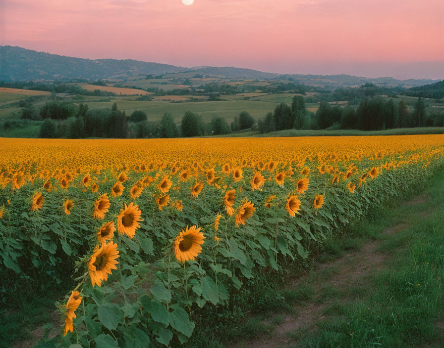 Sunflower Field at Sunset with Rolling Hills and Hazy Sky