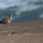 Colorful Bird on Sandy Terrain with Detailed Moon and Twilight Sky