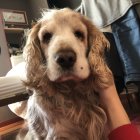 Brown and Blond Cocker Spaniel with Soulful Eyes and Blue Collar Being Petted