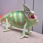 Vibrant blue and green chameleon on rock with blurred background