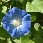 Detailed digital artwork of vibrant flower surrounded by foliage