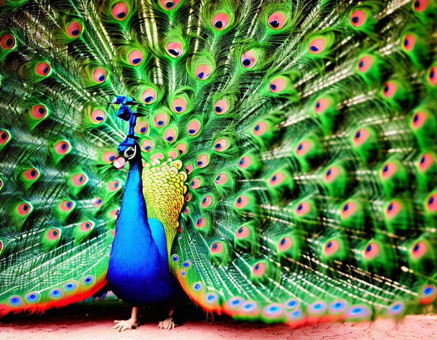 Colorful Peacock with Iridescent Blue and Green Tail Feathers