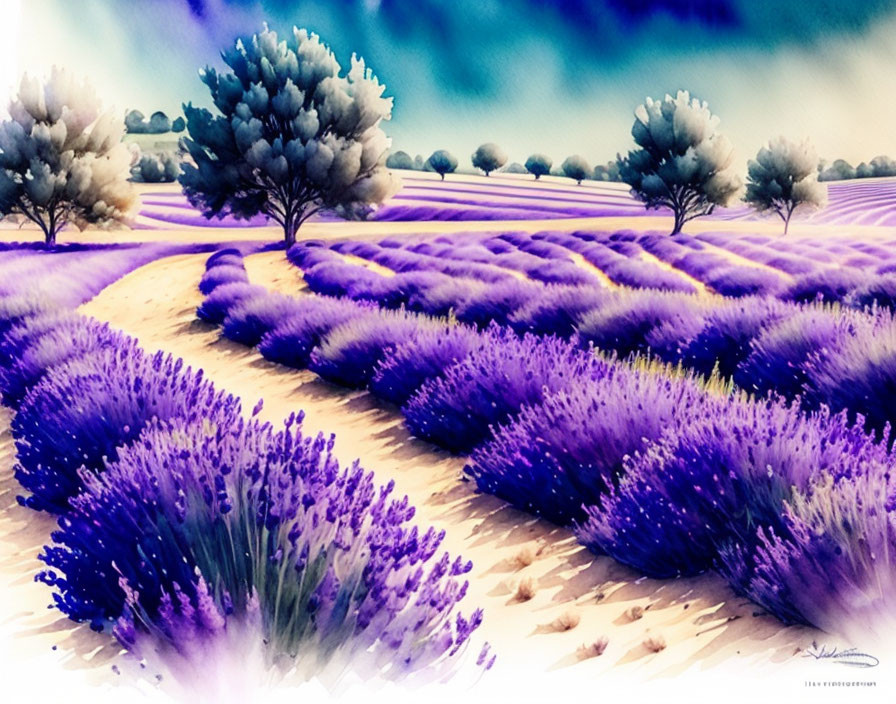 Lavender farm 