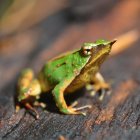 Colorful Frog on Dewy Surface with Soft Bokeh Light Effects