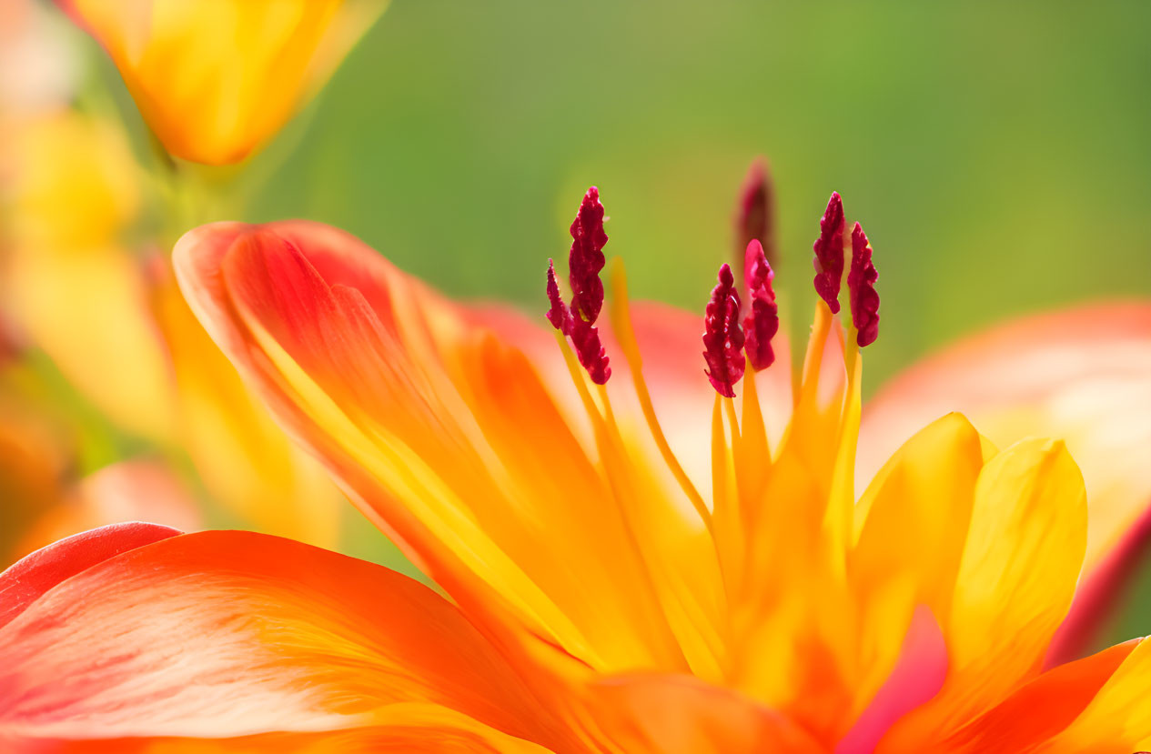 Vibrant Orange-Yellow Flower with Red Stamens on Soft Green Background