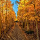 Vibrant digital art: Autumn forest path under deep blue sky