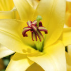 Vibrant yellow lily flowers with reddish-purple stamens.