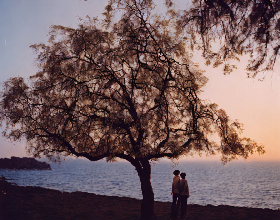 Couple under tree at dusk by ocean with serene sky