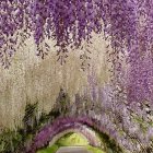 Tranquil garden path with blooming wisteria arch