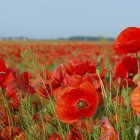 Bright red poppies in sunlit field with dark centers, green stems, trees, blue sky.