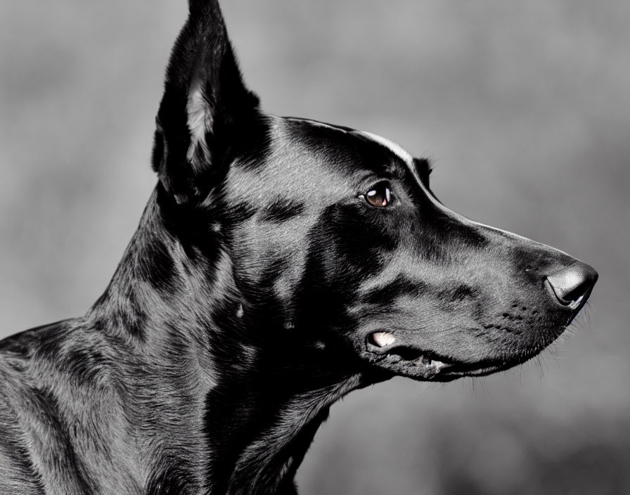 Close-up Black and White Photo of Doberman Pinscher Side Profile