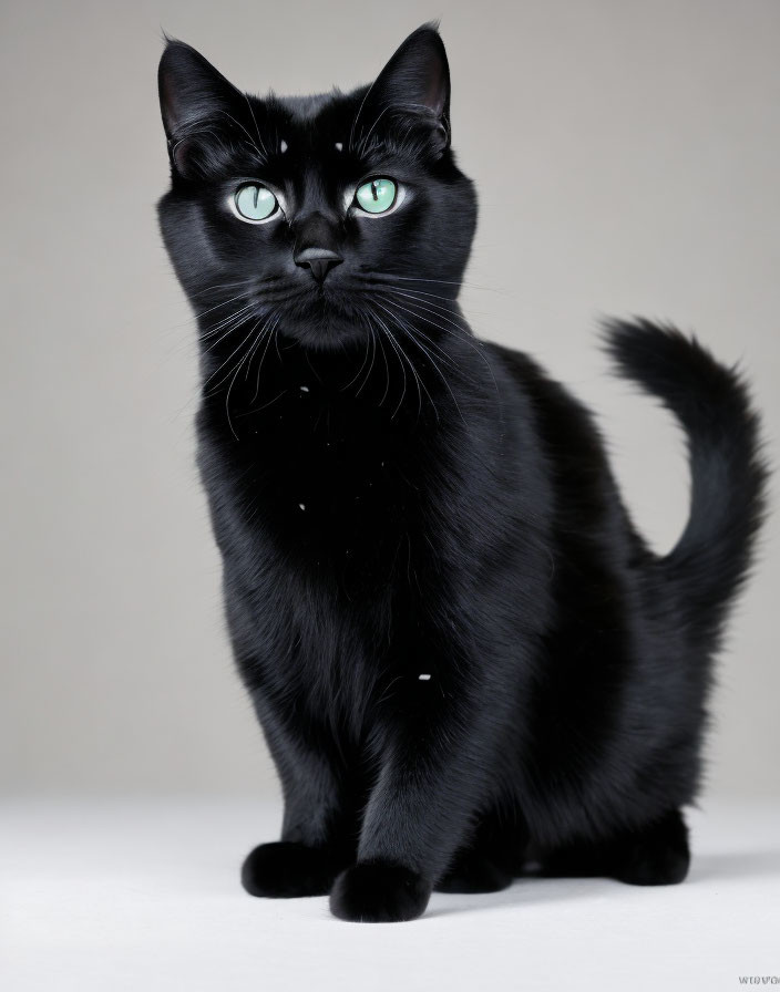 Striking green-eyed black cat against neutral backdrop