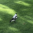 Colorful bird in lush garden setting with green bushes and mossy mounds