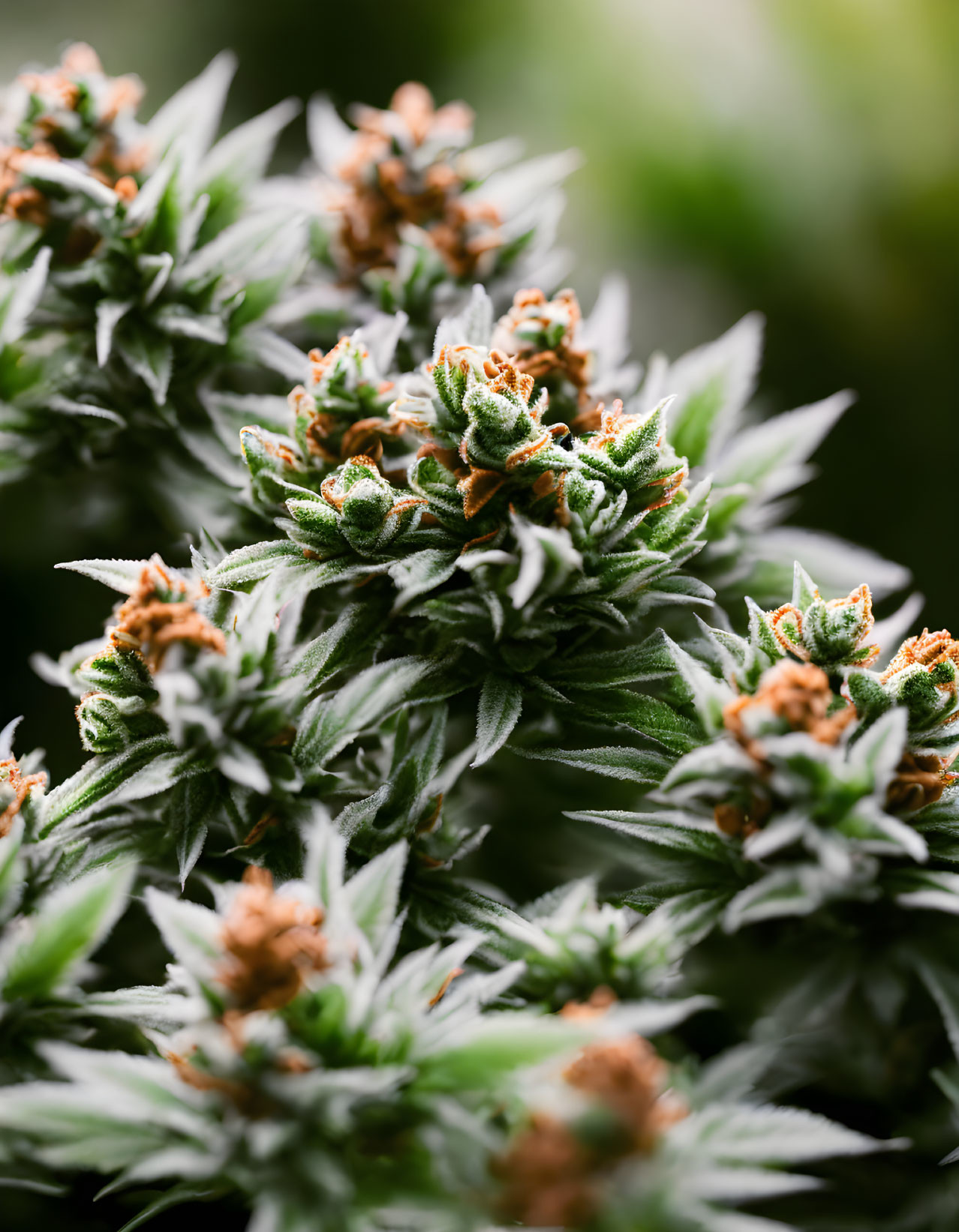 Detailed view of resinous cannabis buds amidst green leaves.