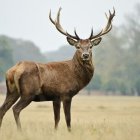 Majestic stag with blood-tipped antlers in misty forest clearing