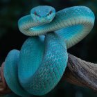 Mystical woman with purple hair and snake headdress in lush jungle setting