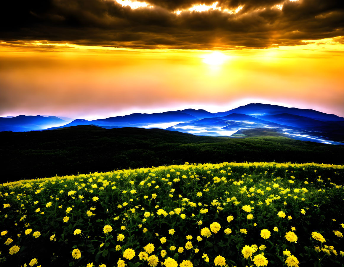 Scenic sunset over rolling hills with yellow wildflowers and dramatic sky