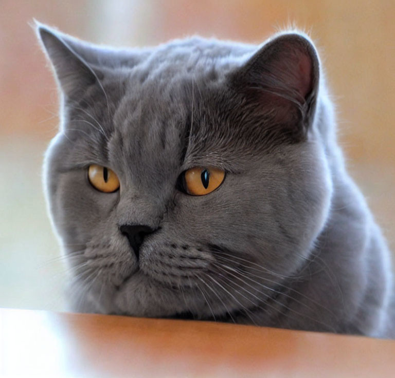 Grey British Shorthair Cat with Striking Orange Eyes Resting Head - Thoughtful Expression