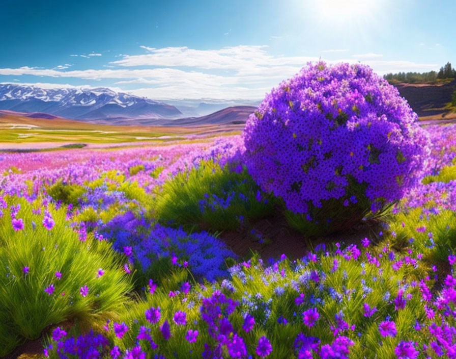 Scenic landscape: Purple flowers, blue sky, snow-capped mountains