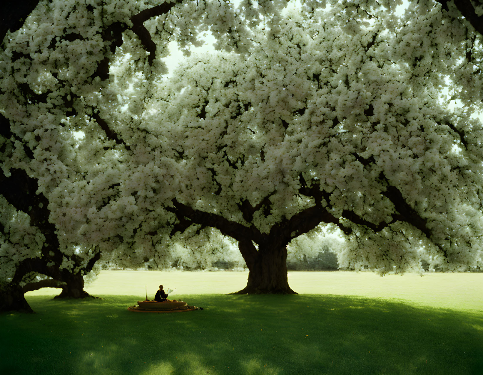 Serene park scene with person relaxing under blossoming tree