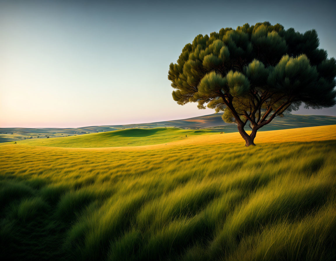 Tranquil field with solitary tree and golden grass at dusk