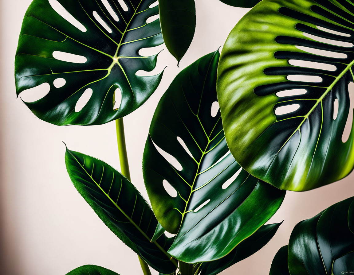 Vibrant green monstera leaves on neutral backdrop