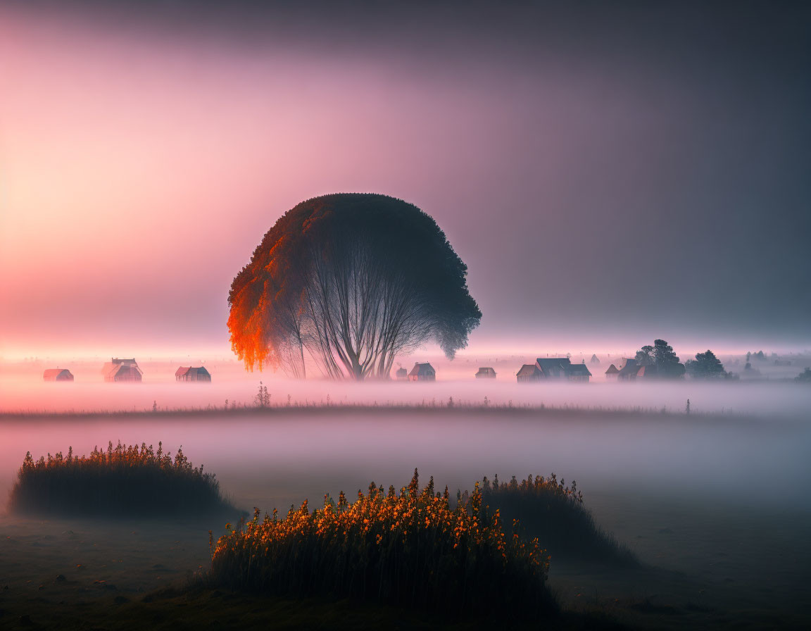 Silhouette of large tree in misty sunrise scene