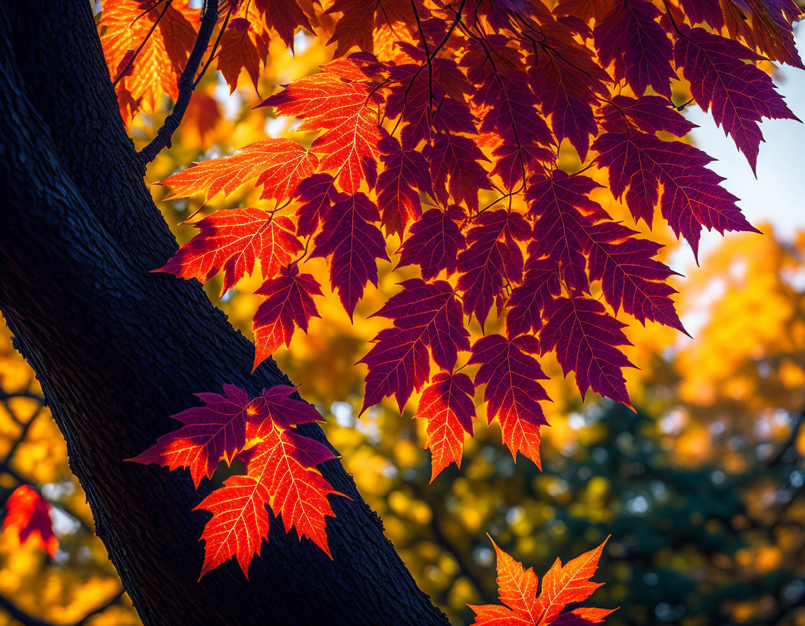 Vibrant red autumn leaves against dark tree trunk in sunlight