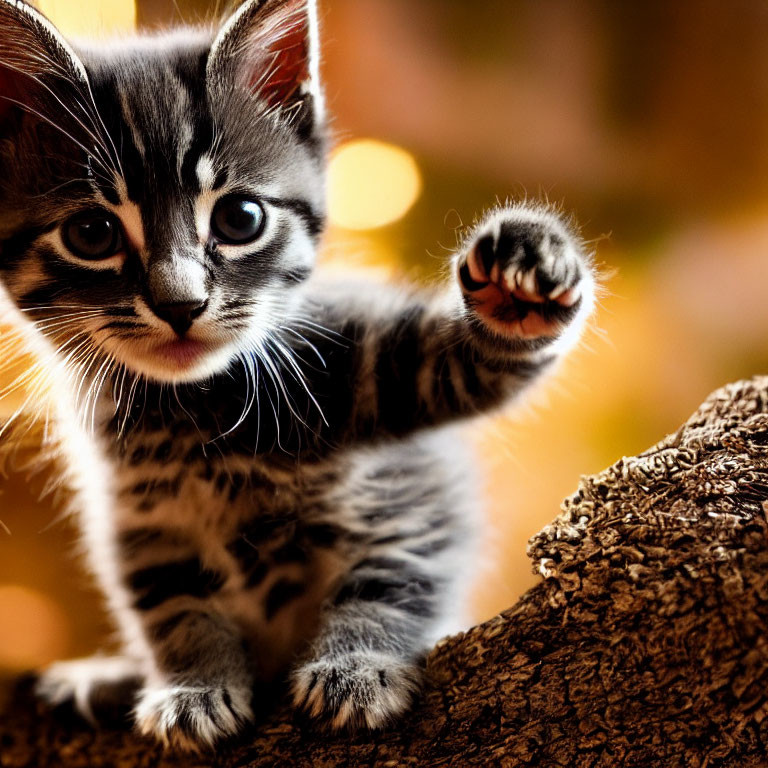 Grey and Black Striped Kitten on Tree Branch with Autumn Background