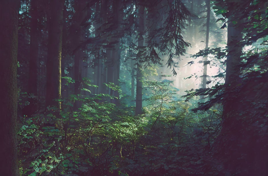 Sunlit misty forest with dense green foliage creates a serene atmosphere