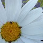 Close-Up of a Large Vibrant White Flower with Details