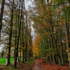 Tranquil autumn pathway with colorful trees and fallen leaves