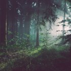 Sunlit misty forest with dense green foliage creates a serene atmosphere