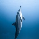 Tranquil underwater scene: Dolphin gracefully swimming belly up in serene blue waters